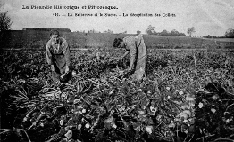 Décolletage des betteraves en plein champ, début du XXe siècle. 